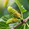 Morwa czarna (Morus nigra) - ZDROWE OWOCE Morus nigra 5