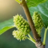 Morwa czarna (Morus nigra) - ZDROWE OWOCE Morus nigra 4