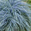 Kostrzewa sina Elijah Blue (Festuca) - Niedźwiedzie futro trawa ozdobna Festuca glauca Elijah Blue 5