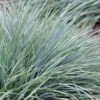 Kostrzewa sina Elijah Blue (Festuca) - Niedźwiedzie futro trawa ozdobna Festuca glauca Elijah Blue 6
