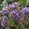 Zatrwian szerokolistny limonium latifolium 3