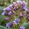 Zatrwian szerokolistny limonium latifolium 2