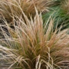 Turzyca Buchanana Red Rooster - brązowa trawa Carex Buchanana 'Red Rooster' 5