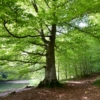 Buk Zwyczajny - Piękne rodzime drzewo Fagus sylvatica 7