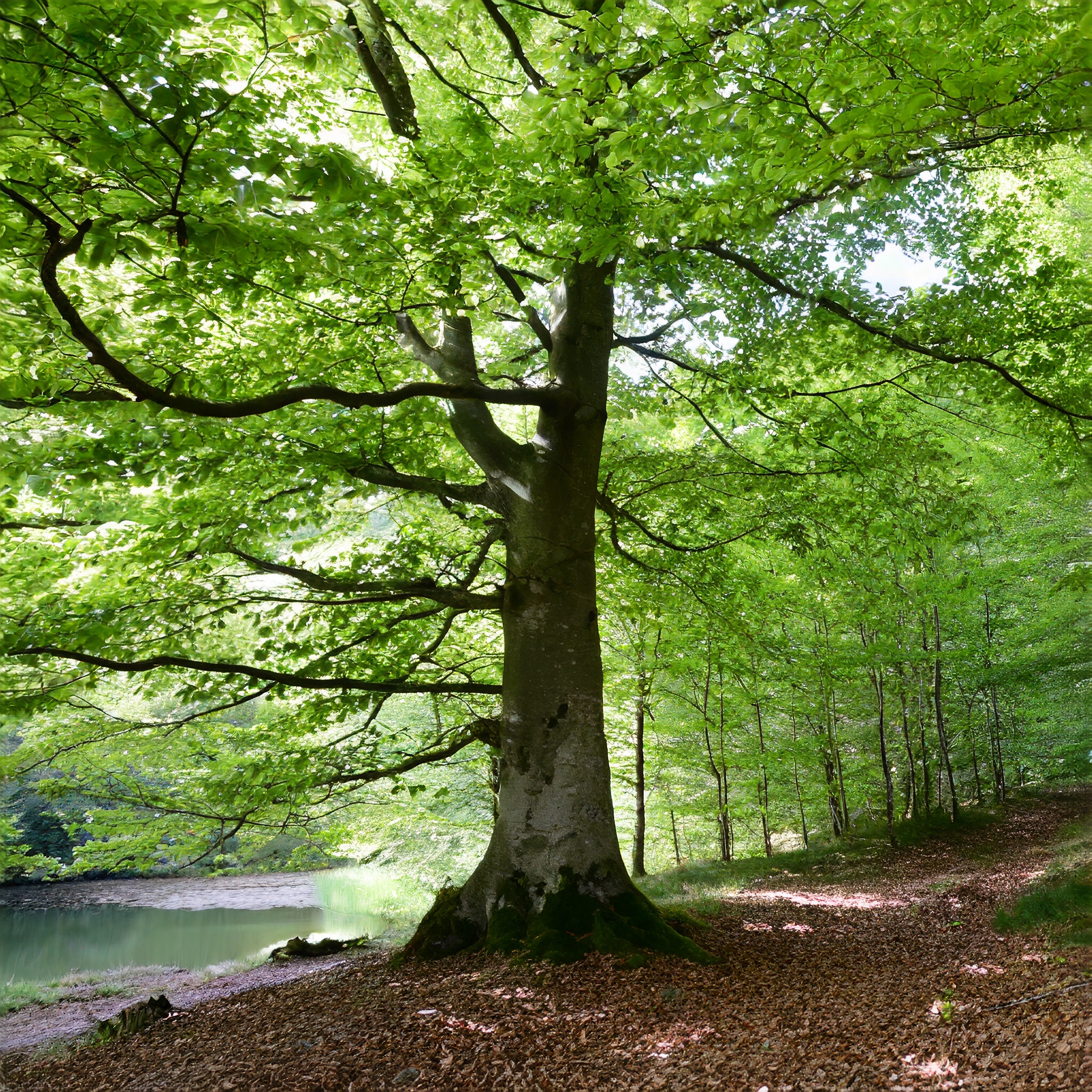 Buk Zwyczajny - Piękne rodzime drzewo Fagus sylvatica 7