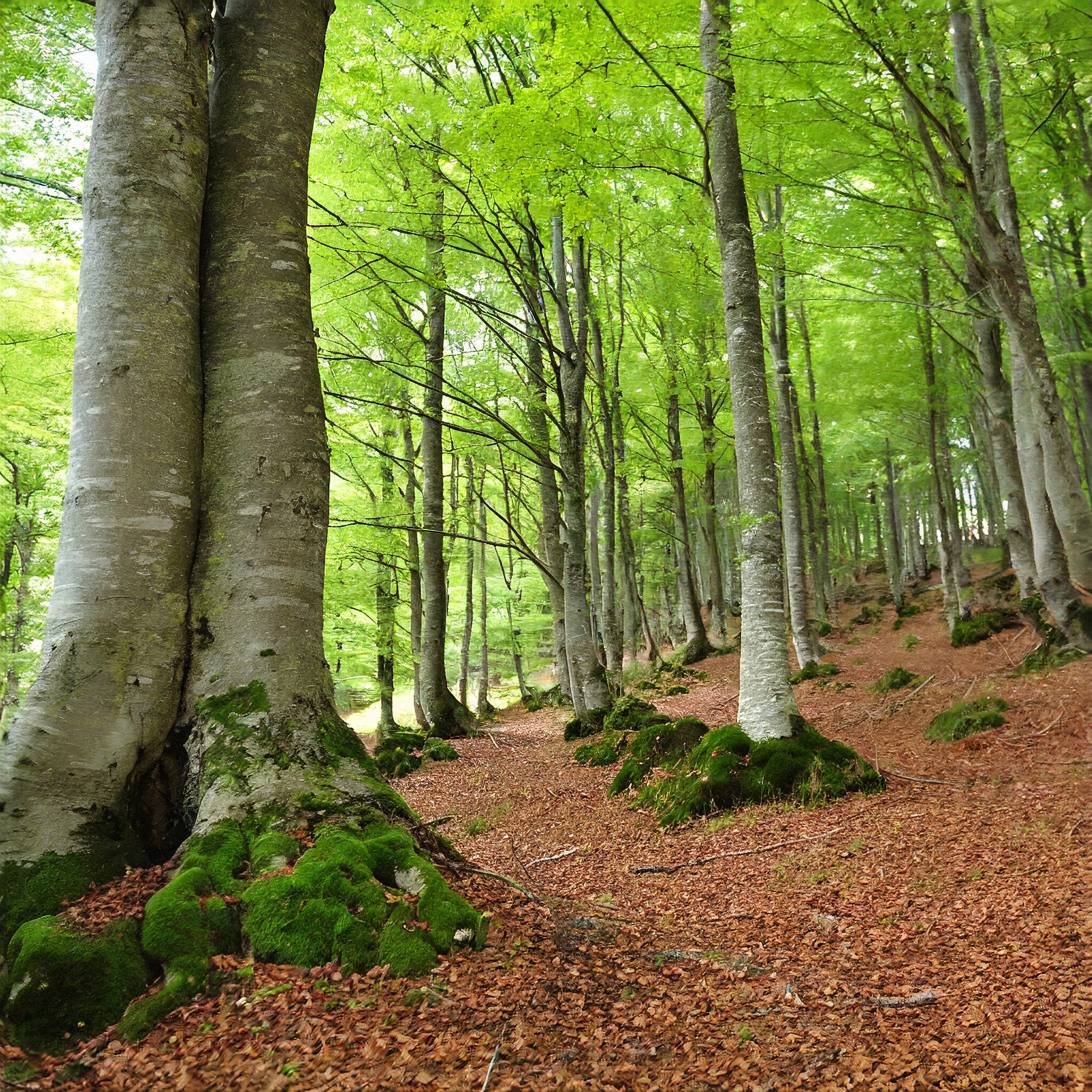 Buk Zwyczajny - Piękne rodzime drzewo Fagus sylvatica 4