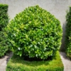 Bukszpan wieczniezielony Variegata - żółte liście Buxus sempervirens 'Variegata' 6