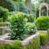 Bukszpan wieczniezielony - zielony żywopłot P9 Buxus sempervirens P9 8
