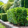 Bukszpan wieczniezielony - zielony żywopłot P9 Buxus sempervirens P9 9