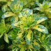 Trzmielina Fortune'a GOLDEN HARLEQUIN - CIEKAWA, MAŁO ZNANA Euonymus fortunei 'GOLDEN HARLEQUIN' 3