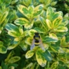 Trzmielina Fortune'a GOLDEN HARLEQUIN - CIEKAWA, MAŁO ZNANA Euonymus fortunei 'GOLDEN HARLEQUIN' 5