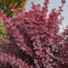 Berberys Thunberga 'Neon'- pomarańczowy kolumnowy Berberis Thunbergii 'Neon' 6