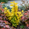 Berberys Thunberga Maria - żółta kolumnowa Berberis Thunbergii 'Maria' 9