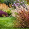 Turzyca Buchanana Red Rooster - brązowa trawa Carex Buchanana 'Red Rooster' 4