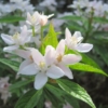 Żylistek mieszańcowy Aurea - złote liście Deutzia x hybrida 'Aurea ' 3