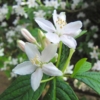 Żylistek biały CARMINEA - Białe pachnące kwiaty Deutzia x hybrida 'CARMINEA 5