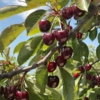 Czereśnia Lapins cerasus Lapins 7