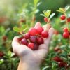 Żurawina wielkoowocowa Ben Lear - IDEALNA NA POCZATEK Vaccinium macrocarpon ' Ben Lear' 3