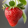 TRUSKAWKA WISZĄCA Tristan Cherry- CZERWONE DUŻE OWOCE Fragaria 'Tristan cherry' 4