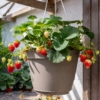 TRUSKAWKA WISZĄCA Tristan Cherry- CZERWONE DUŻE OWOCE Fragaria 'Tristan cherry' 6