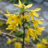 Forsycja pośrednia - roślina idealna na żwyopłot Forsythia × intermedia 8
