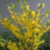 Forsycja pośrednia - roślina idealna na żwyopłot Forsythia × intermedia 7