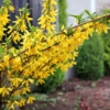 Forsycja pośrednia - roślina idealna na żwyopłot Forsythia × intermedia 6