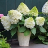 Hortensja Limelight - limonkowy kwiat Hydrangea paniculata 'Limelight' 5