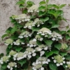 Hortensja pnąca (Hydrangea petiolaris) - PNĄCA I KWITNĄCA Hydrangea petiolaris c2 2