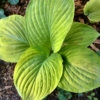 Funkia Hosta Golden Waffles - złote liście Hosta Golden Waffles 5