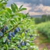 Jagoda kamczacka WOJTEK - WCZESNA ODMIANA Lonicera caerulea L. var. kamtschatica 'WOJTEK ' 4