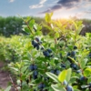 Jagoda kamczacka INDIGO GEM - OBFICIE OWOCUJĄCA Lonicera caerulea L. var. kamtschatica 'INDIGO GEM' 5