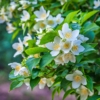 Jaśminowiec wonny - piękne kwiaty Philadelphus coronarius 6