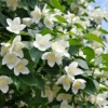 Jaśminowiec wonny - piękne kwiaty Philadelphus coronarius 2