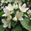 Jaśminowiec wonny - piękne kwiaty Philadelphus coronarius 5
