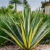 Juka Golden Heart - żółta złota odmiana Yucca filamentosa 'Golden heart' 5