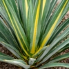 Juka Golden Heart - żółta złota odmiana Yucca filamentosa 'Golden heart' 6