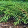 Jałowiec horyzontalny Prince of Wales Juniperus communis Repanda 1
