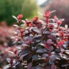 Berberys Thunberga ATROPURPUREA NANA - Czerwony na obwódki Berberis Thunbergii 'Atropurpurea Nana' 7