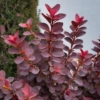 Berberys Thunberga 'Neon'- pomarańczowy kolumnowy Berberis Thunbergii 'Neon' 5