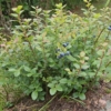 Borówka amerykańska BLUEJAY - Wytrzymała i odporna odmiana Vaccinium corymbosum 'BLUEJAY' 7