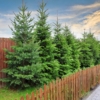 Świerk Pospolity - Mało wymagający, elegancki Picea abies 7