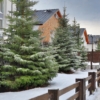 Świerk Pospolity - Mało wymagający, elegancki Picea abies 8