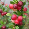 Żurawina wielkoowocowa STEVENS - BESTSELLER Vaccinium macrocarpon 'STEVENS ' 8