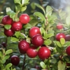 Żurawina wielkoowocowa Ben Lear - IDEALNA NA POCZATEK Vaccinium macrocarpon ' Ben Lear' 7