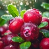 Żurawina wielkoowocowa Early Black - NAJWCZEŚNIEJSZA ODMIANA Vaccinium macrocarpon 'Early Black' 5