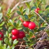 Żurawina wielkoowocowa STEVENS - BESTSELLER Vaccinium macrocarpon 'STEVENS ' 6