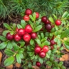 Żurawina wielkoowocowa Ben Lear - IDEALNA NA POCZATEK Vaccinium macrocarpon ' Ben Lear' 5