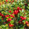 Żurawina wielkoowocowa Early Black - NAJWCZEŚNIEJSZA ODMIANA Vaccinium macrocarpon 'Early Black' 6