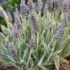 Lawenda Platinum Blonde (lavendula) - wyjątkowe liście Lawendula angustifolia 'Platinum Blonde' 2